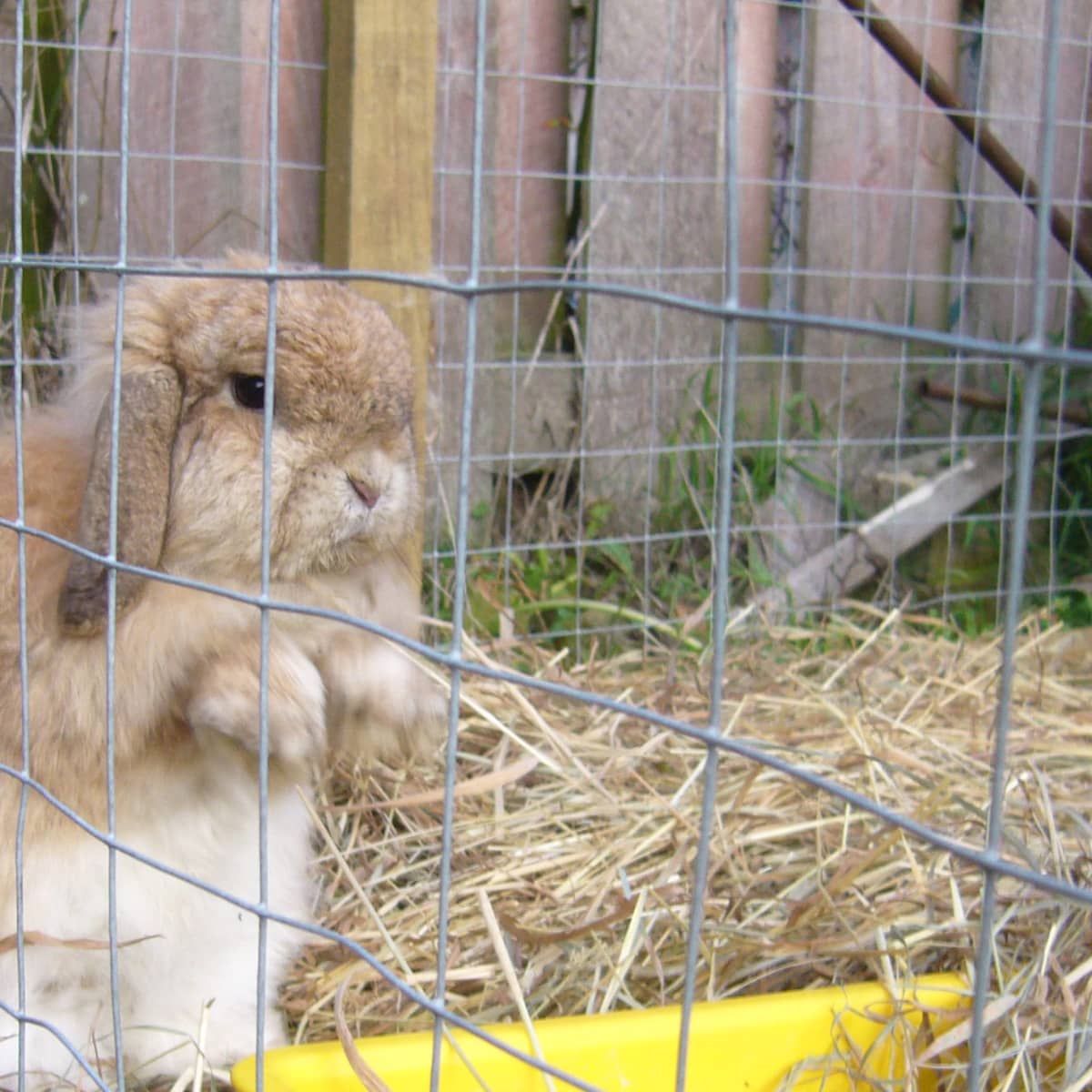 How to Keep a Free Range Outdoor Rabbit PetHelpful