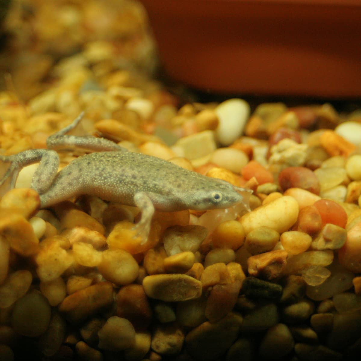 Tropical fish frog outlet