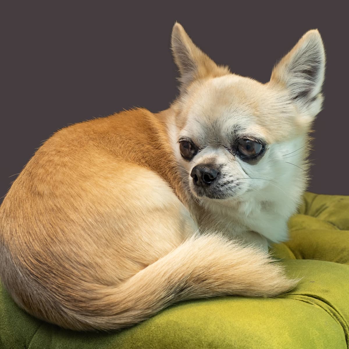 Chihuahua s Hilarious Reaction to New Dog Boots Is Going Viral
