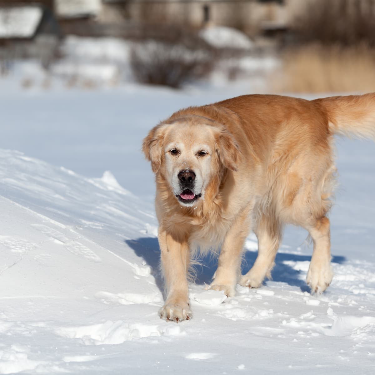 Video of Goofy Dog Sliding Down Snowy Hill Is Perfection