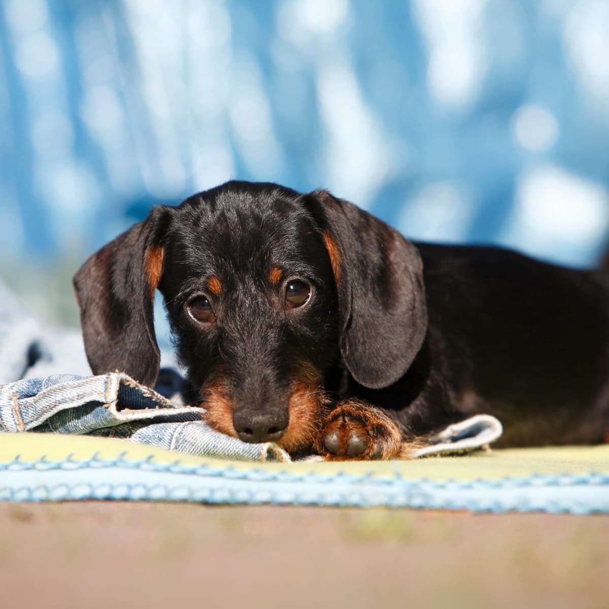 Mini dachshund pet supplies top