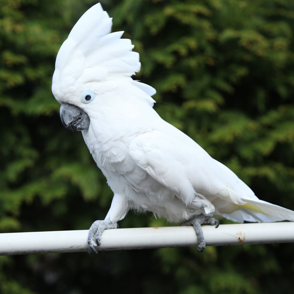 Cockatoo and 2024 dog