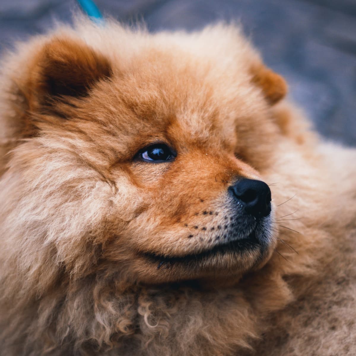 Wild chow chow sales