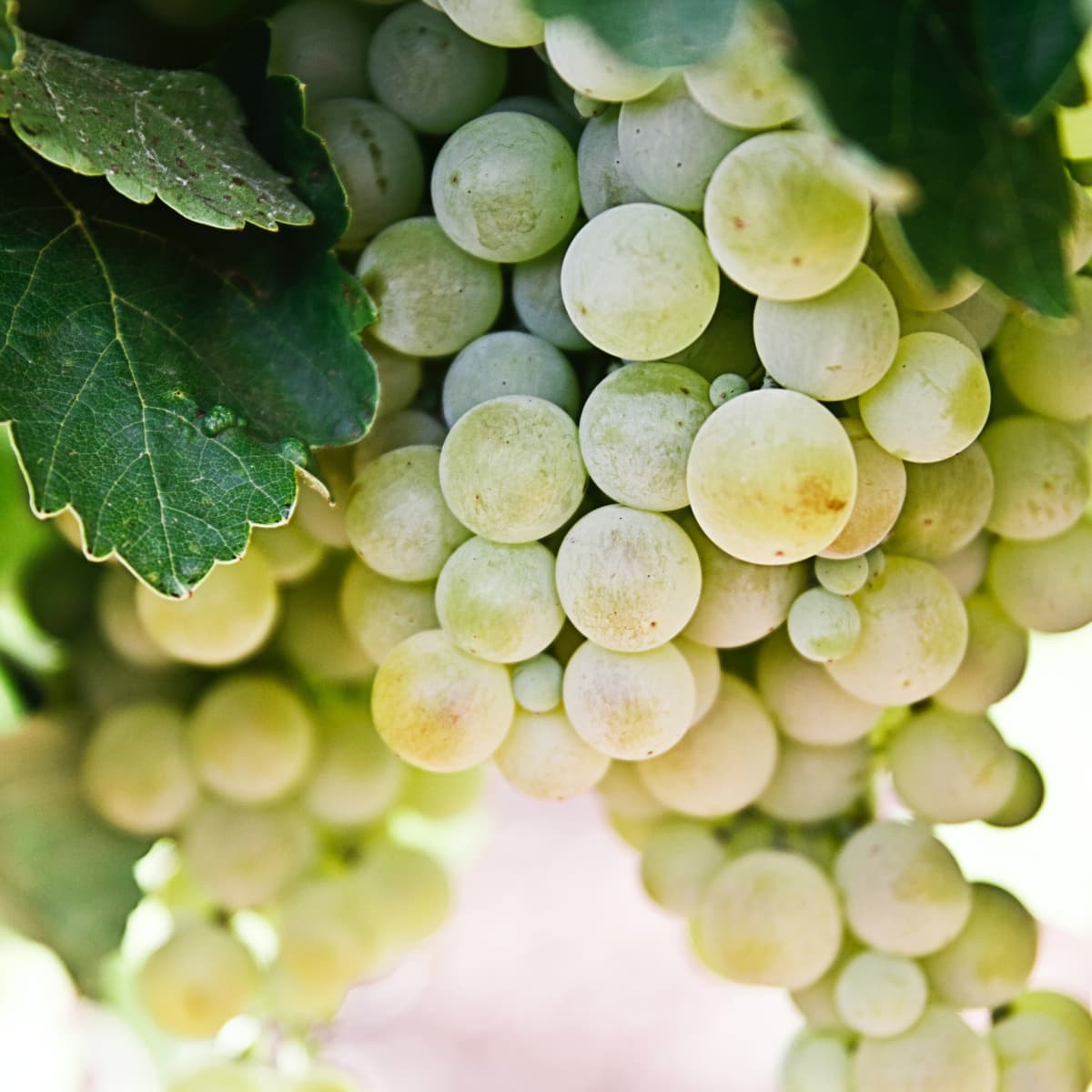 Symptoms and Signs of Kidney Failure After a Dog Eats Grapes PetHelpful