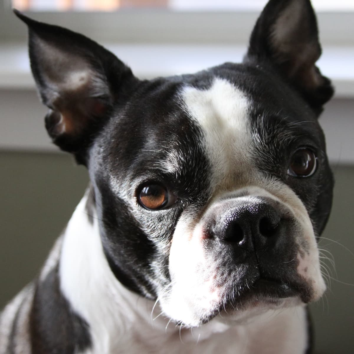 Boston terrier singing clearance