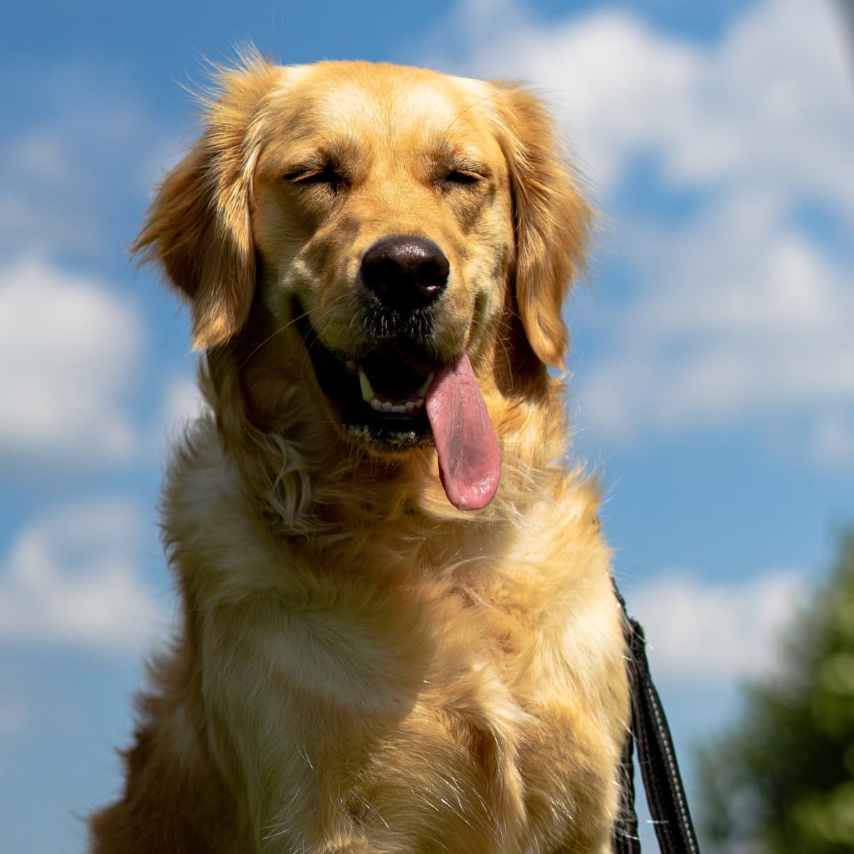 Golden retriever 2024 silly