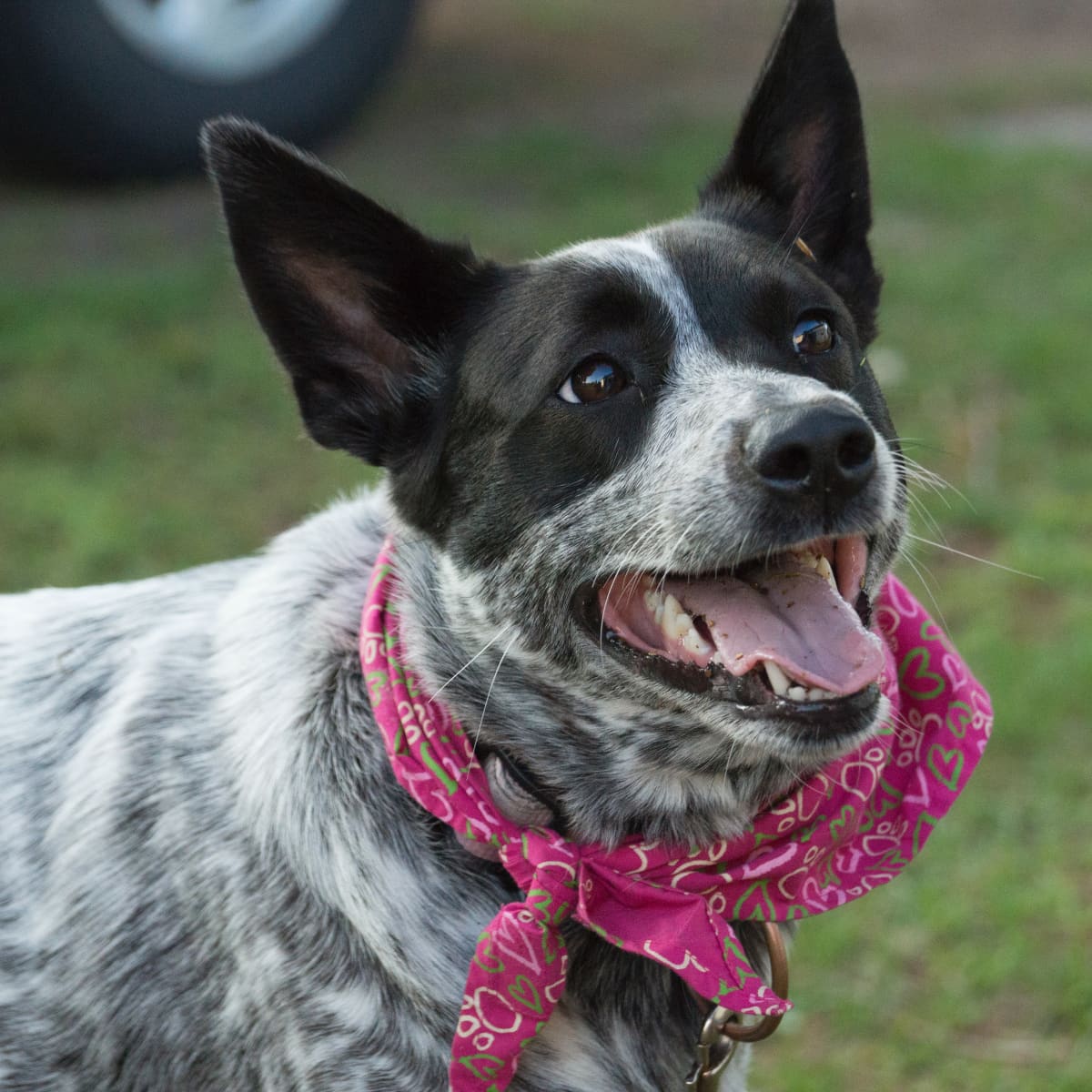 Woman s Story of Giving Up Her Foster Dog to New Family Has People