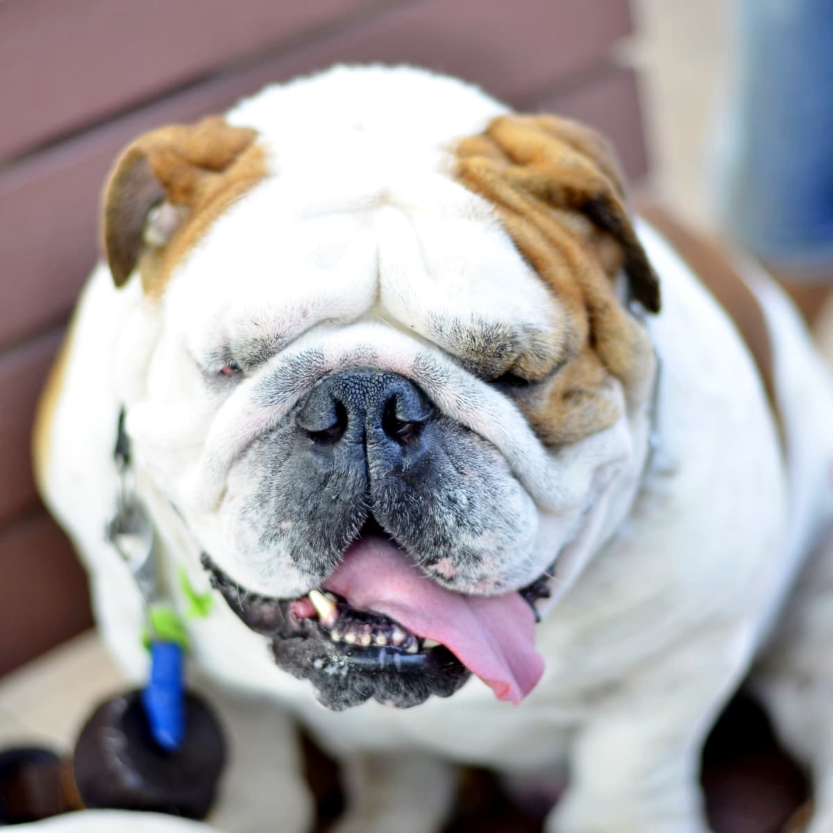 Baby english bulldog sales