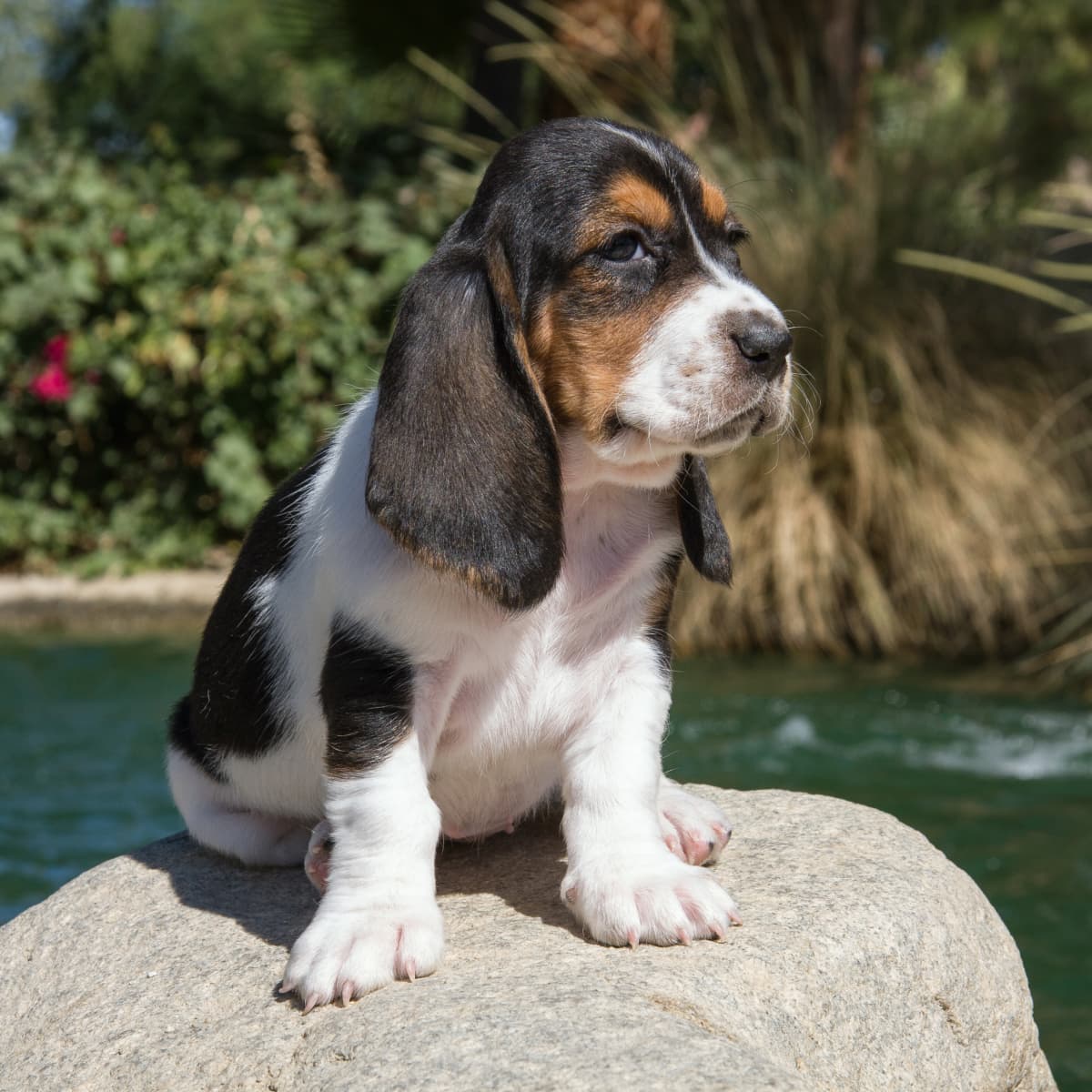 Baby basset hot sale hound