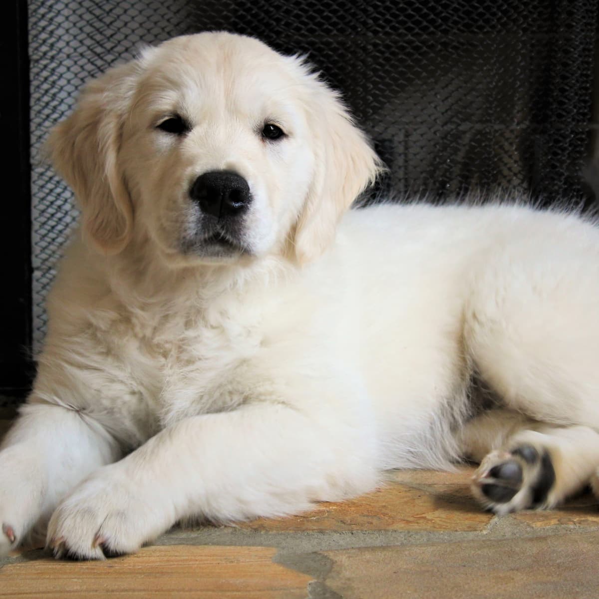 Golden retriever puppy and baby discount