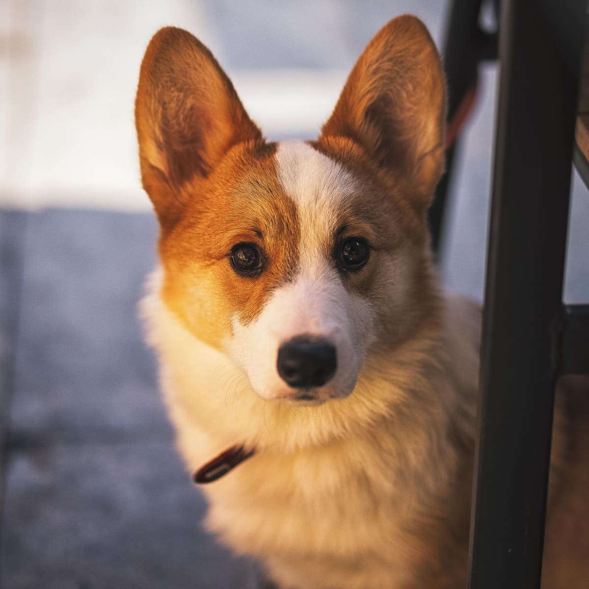 Corgi cheap and kitten