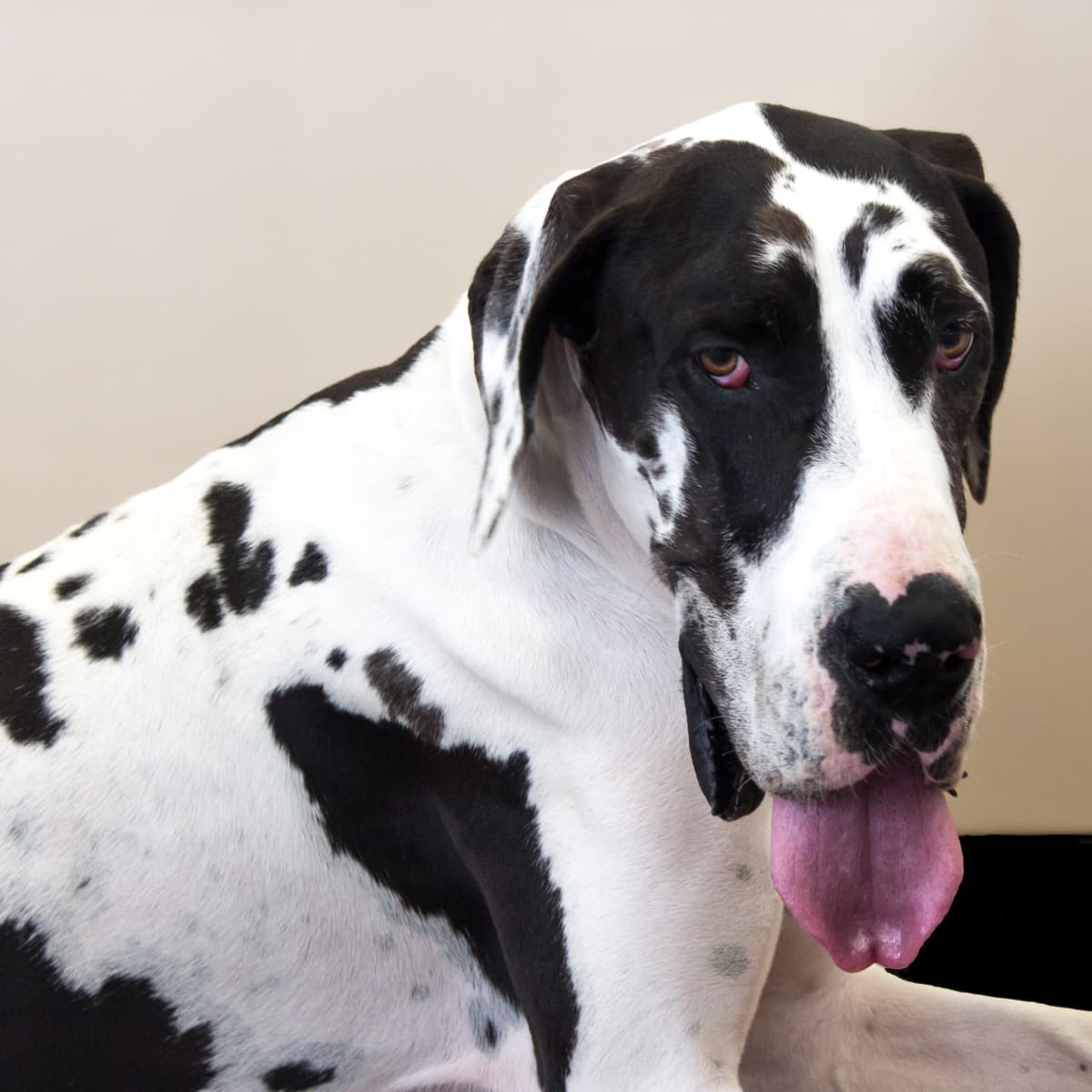Great dane on sale on a couch