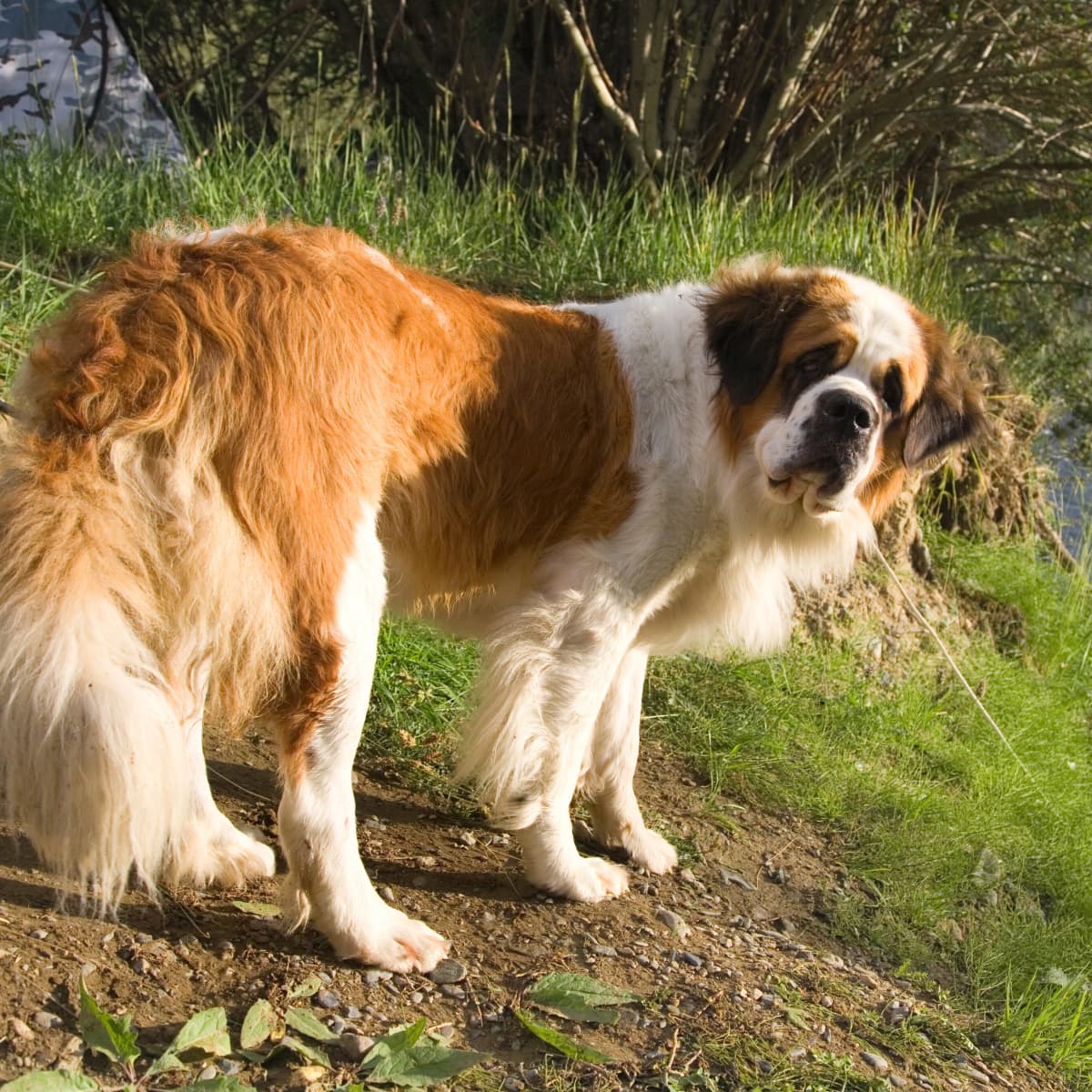 Brody st best sale bernard
