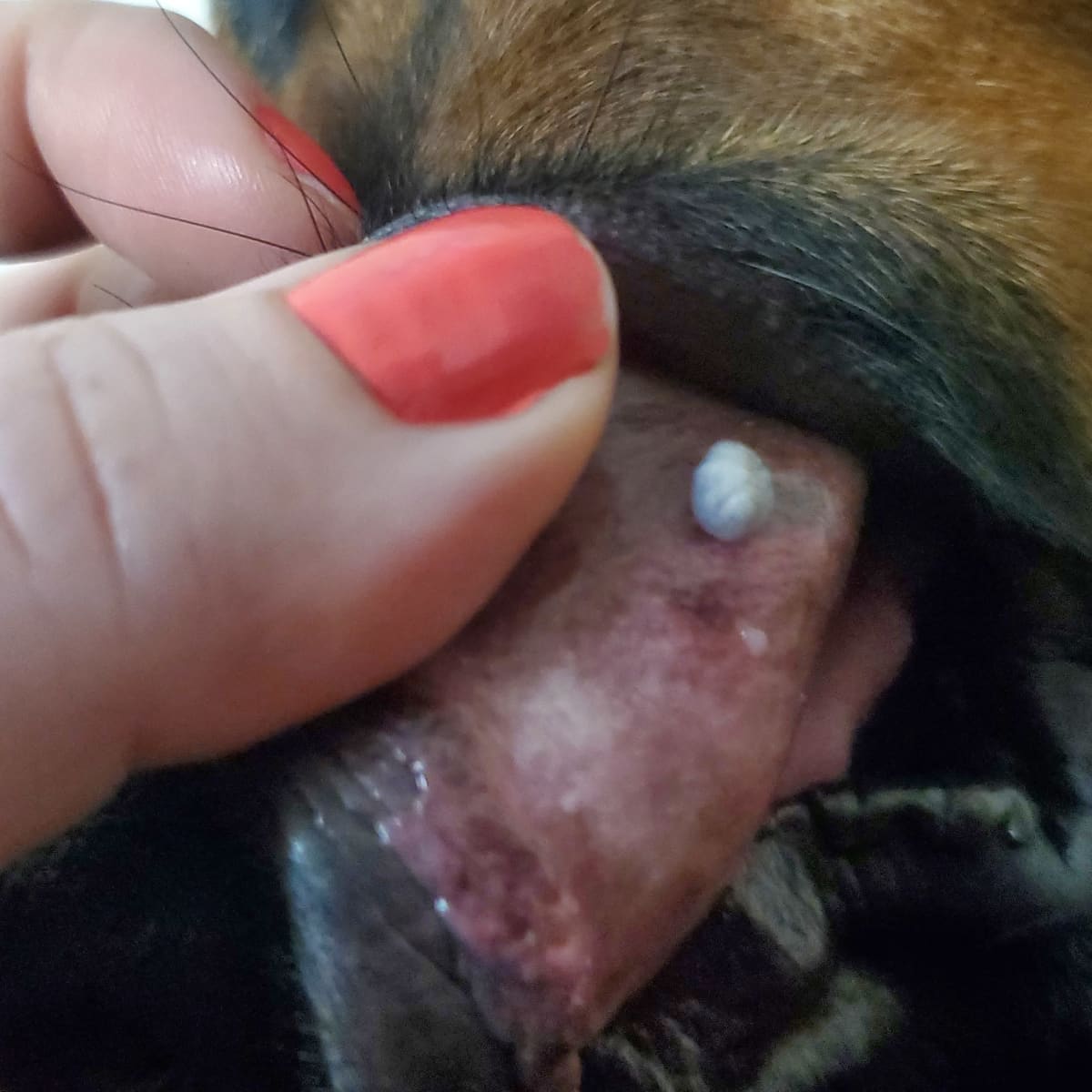 My dog has a skin tag on his lip top