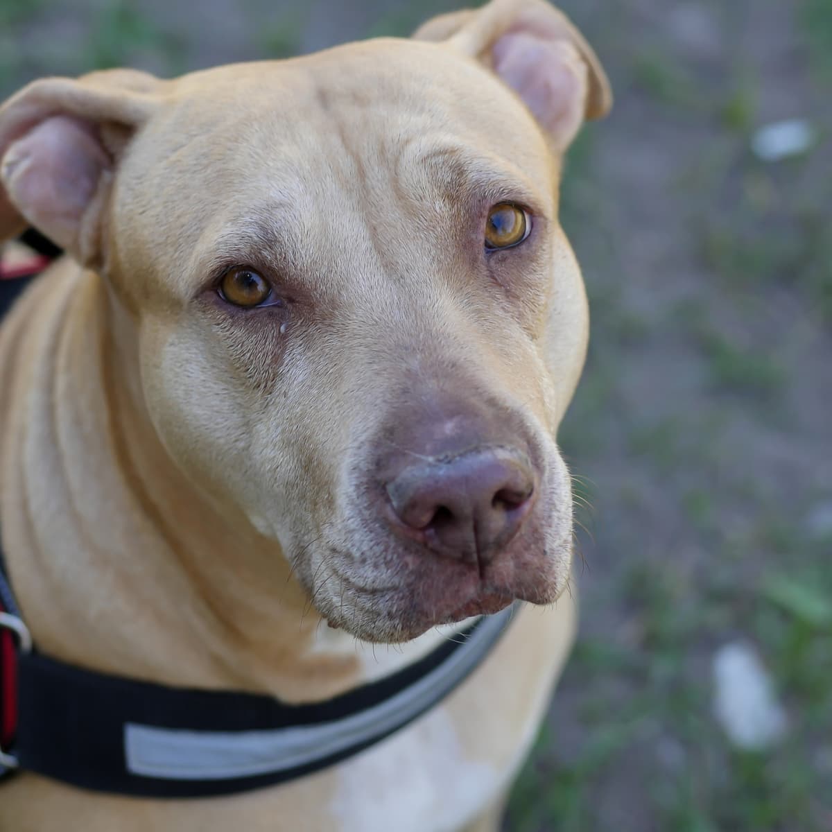 Pit ball dog best sale