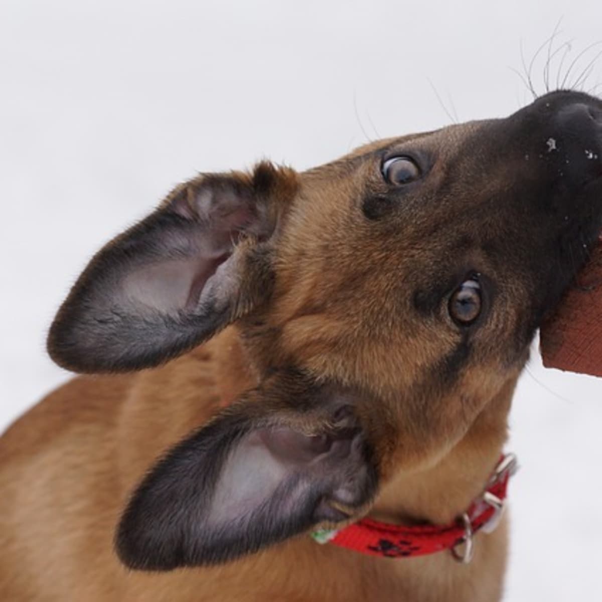 Help My Puppy Keeps Biting Me Aggressively PetHelpful