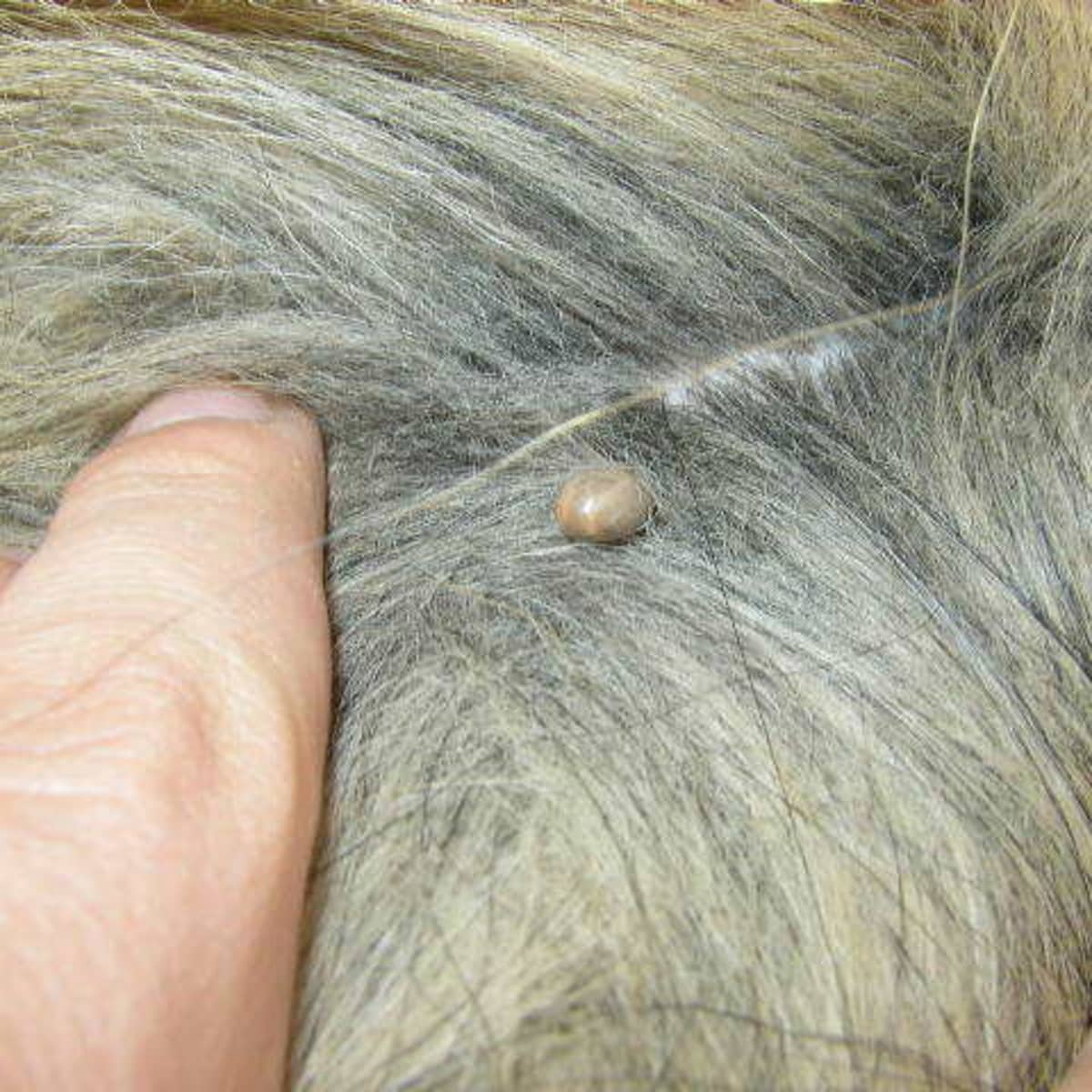Tick head removal dog new arrivals