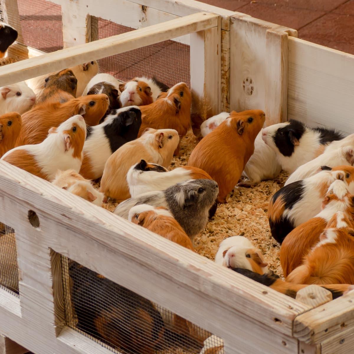 30x50 guinea pig cage discount