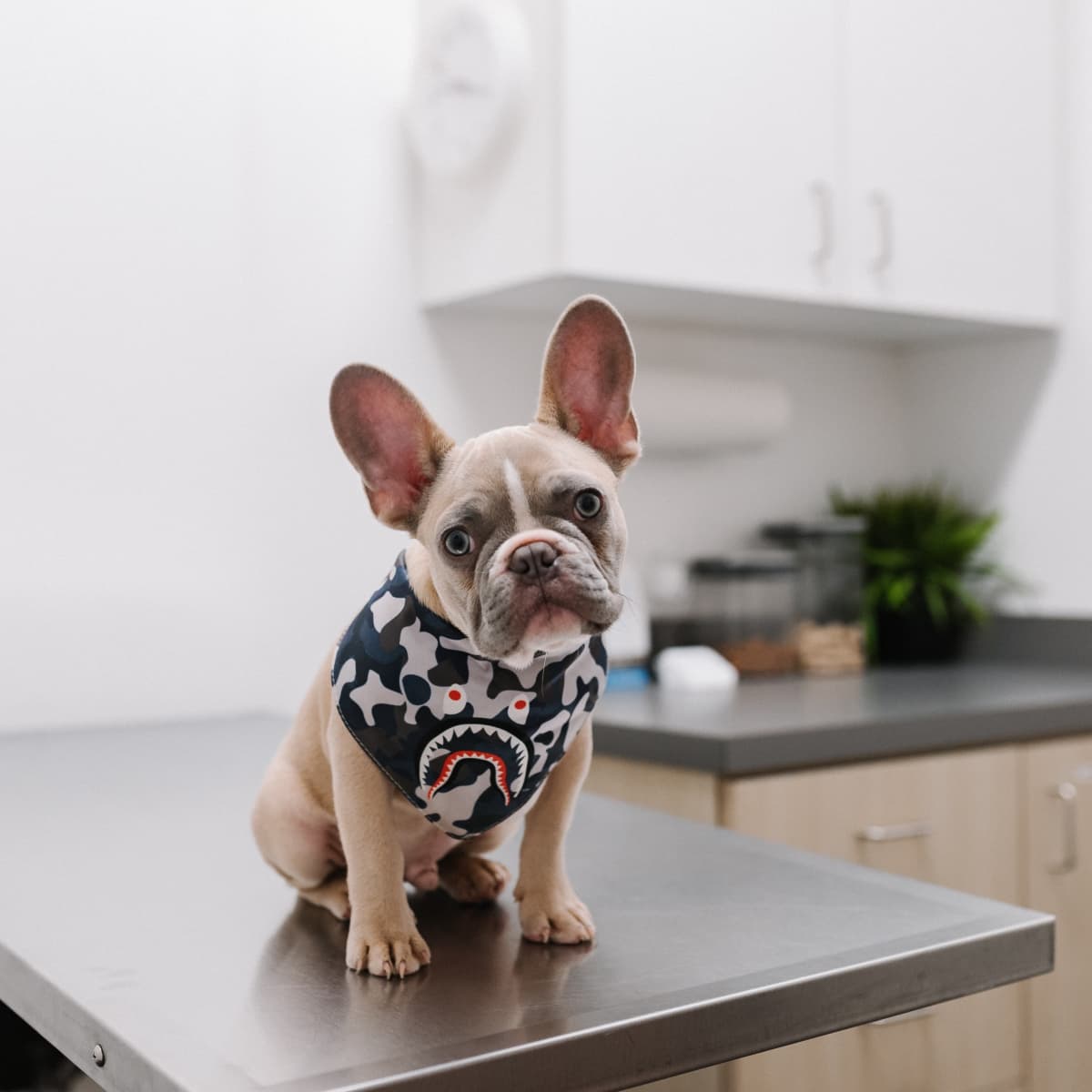 Treating dog hematoma at home 2025