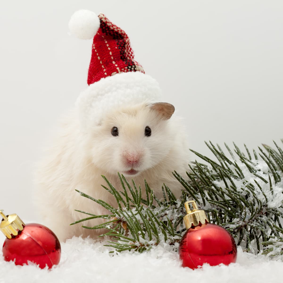 Hamster s Little Enclosure Is Turned Into a Winter Wonderland