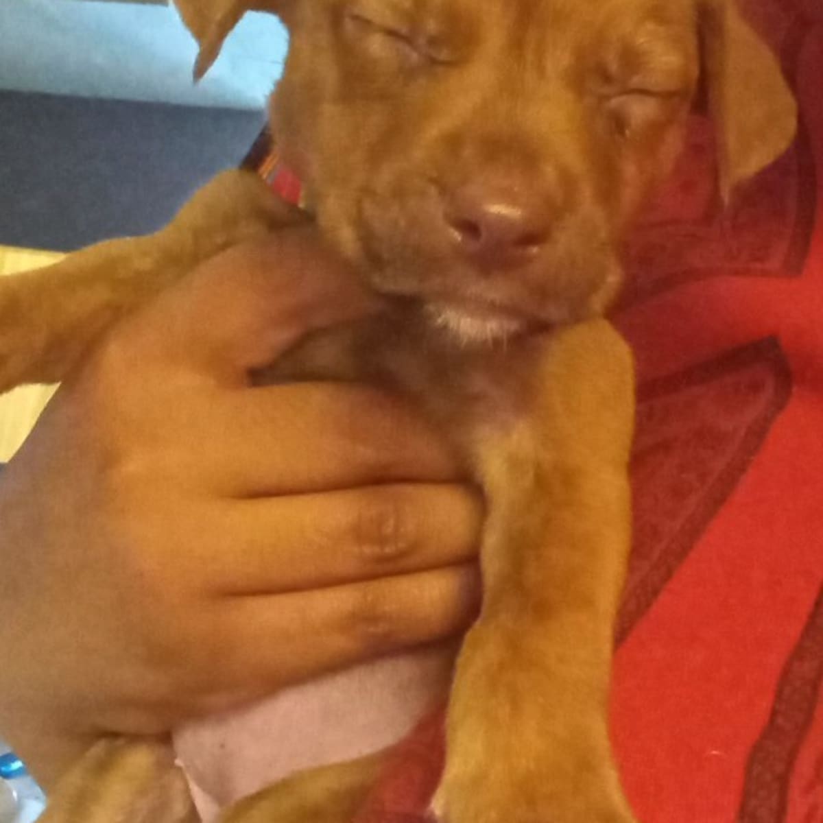 1 month old puppy deworming online
