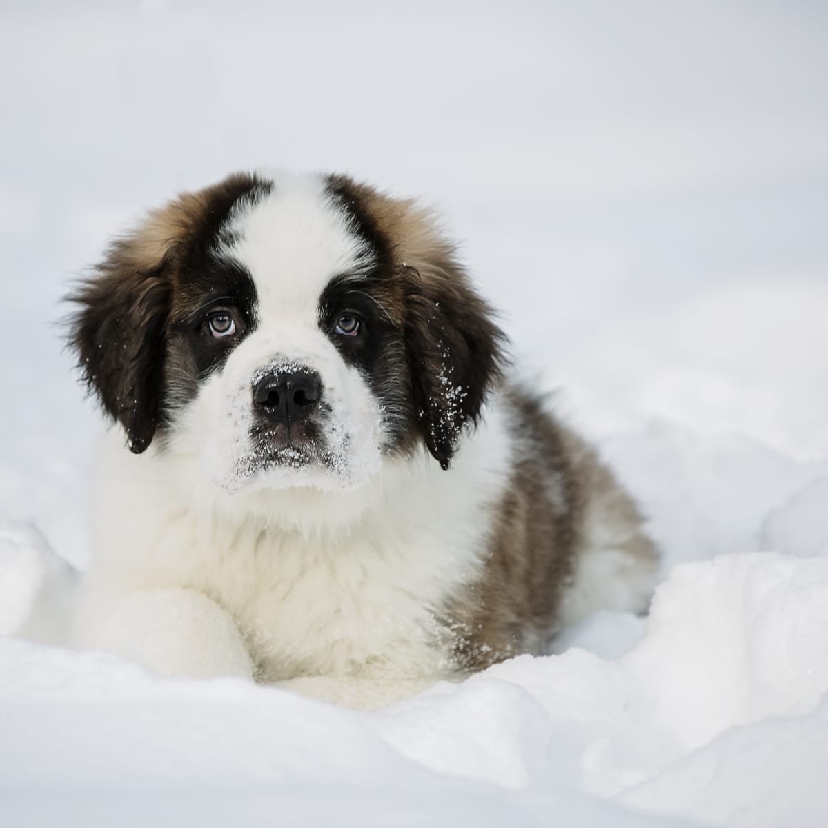 Baby st hot sale bernard