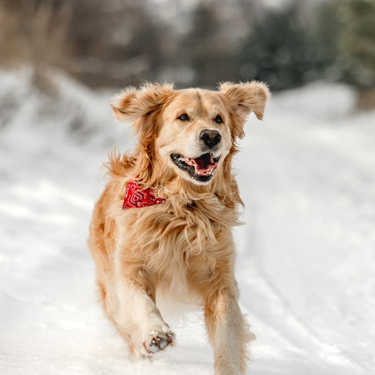 Golden retrievers hotsell in the snow