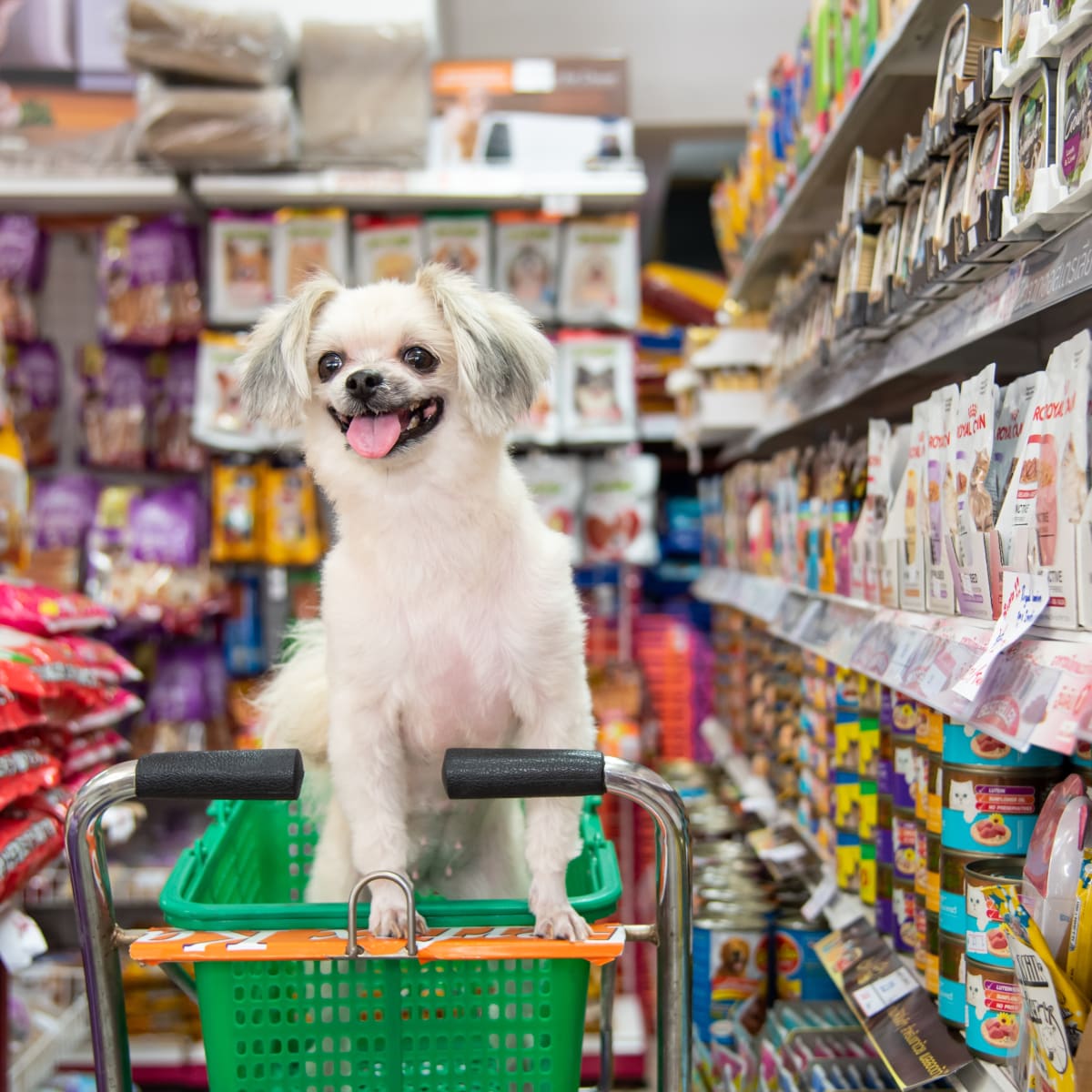 Grocery stores that shop allow dogs