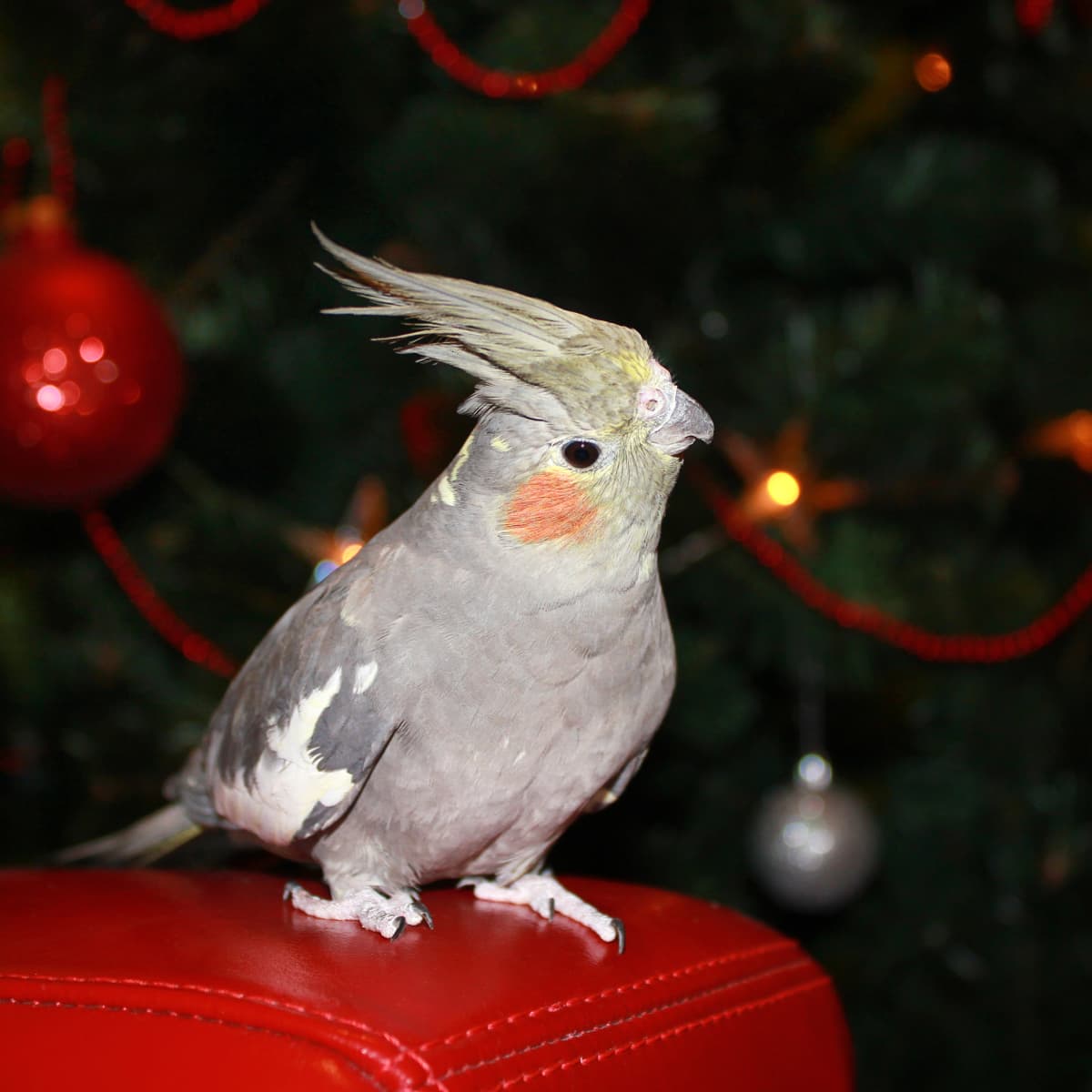 Cockatiel christmas clearance