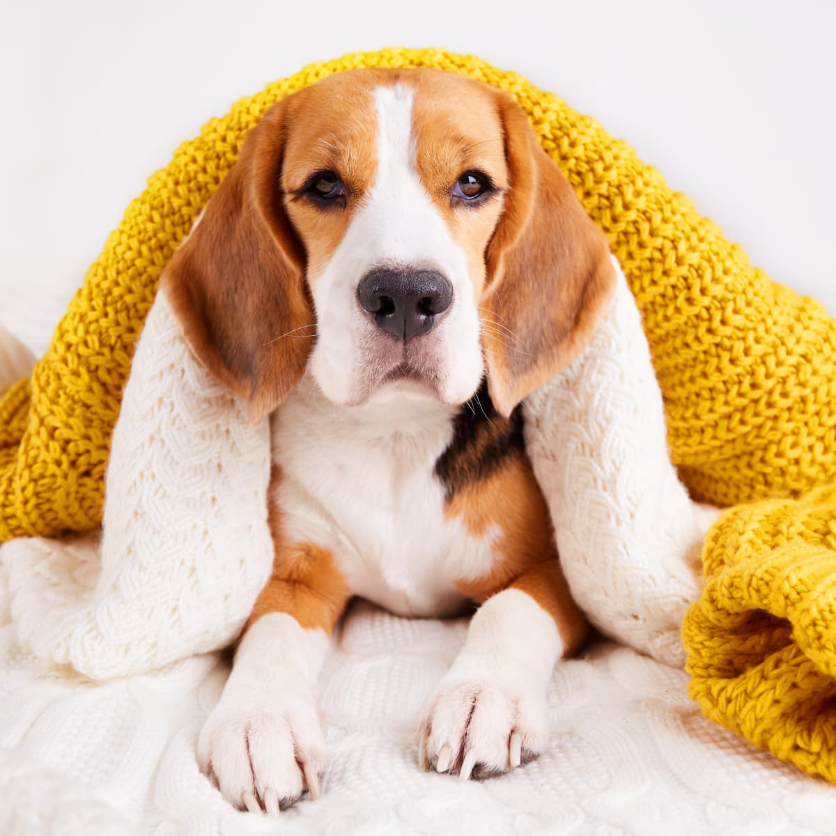 Beagle sweater outlet