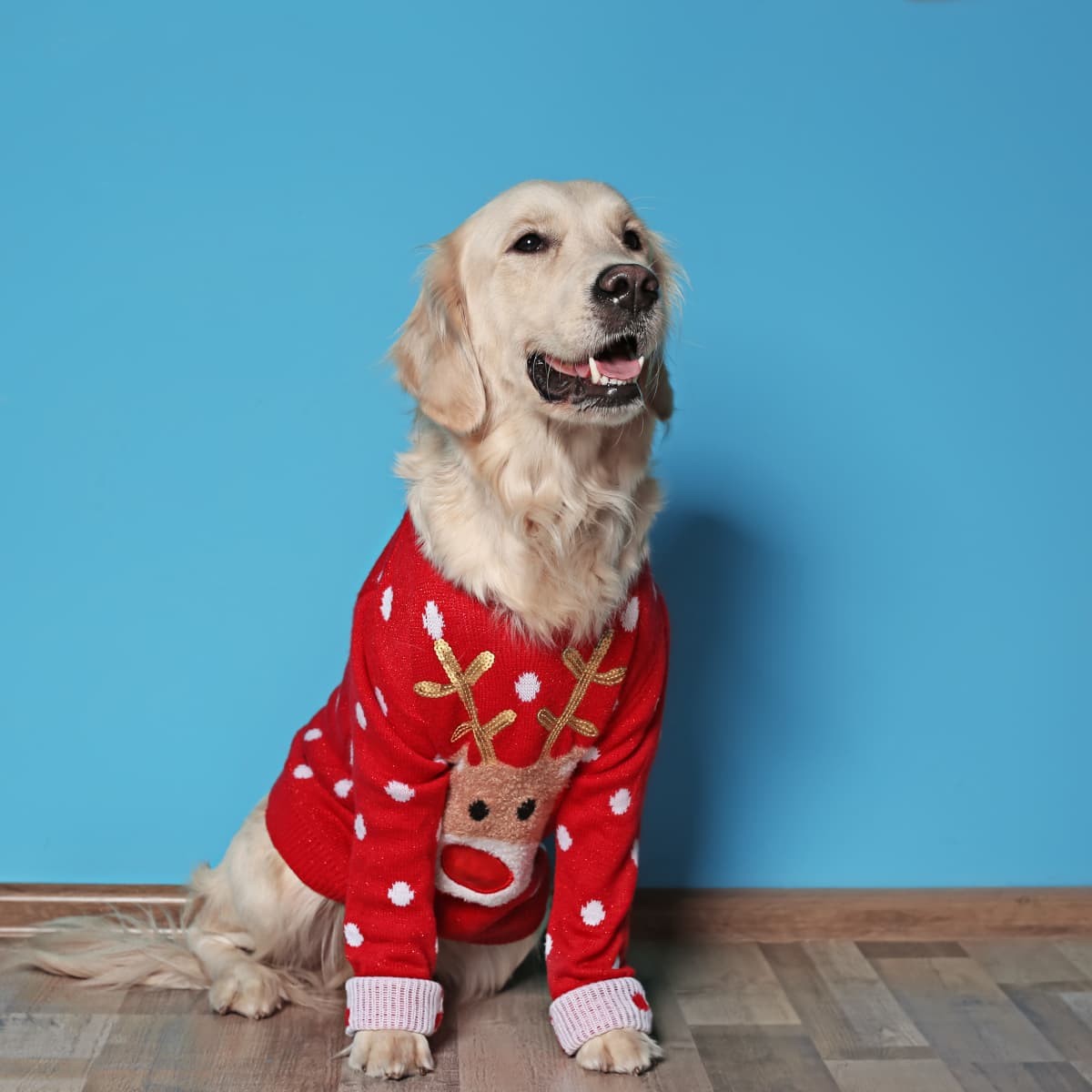 Golden retriever christmas shop jumper