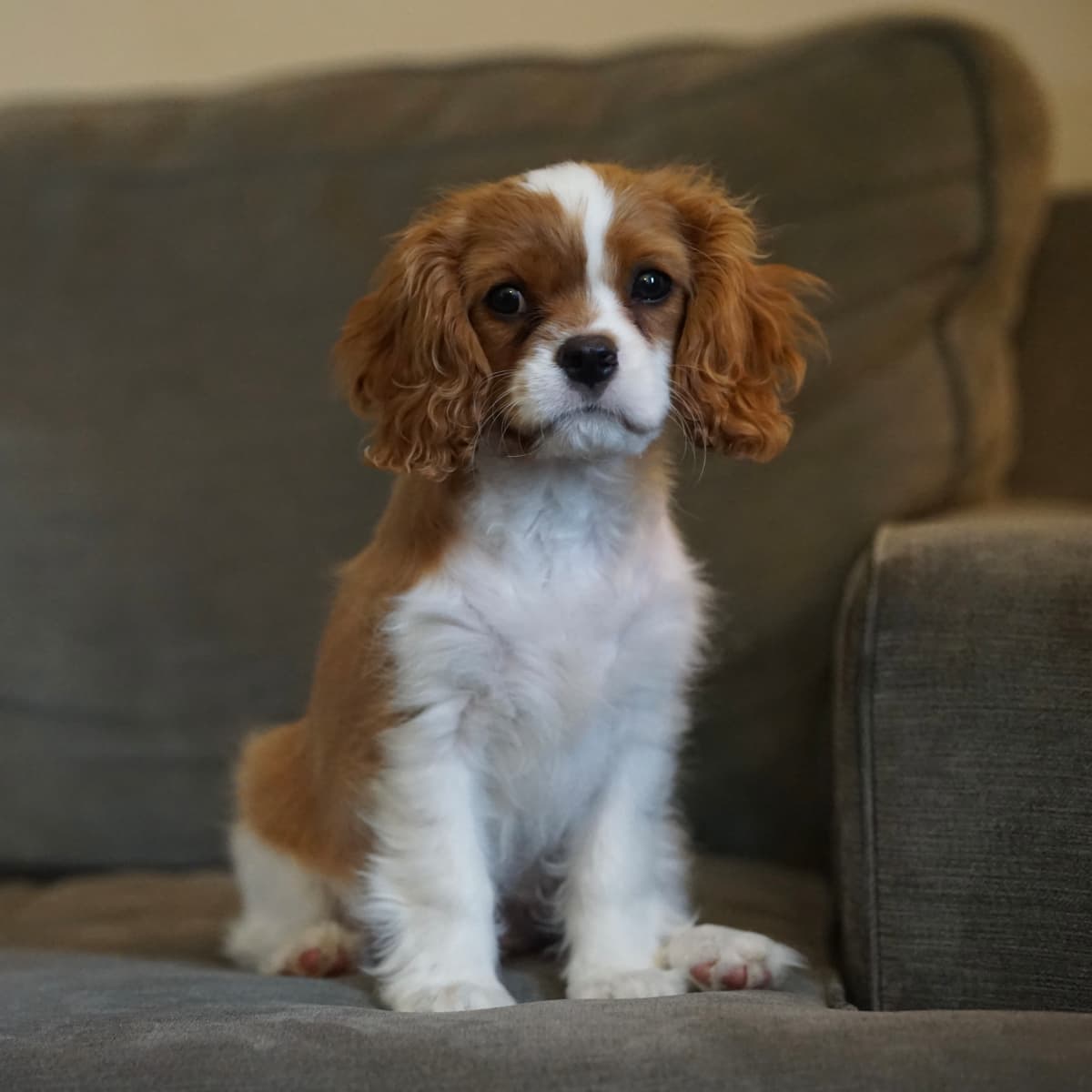 What to Know Before Owning a Cavalier King Charles Spaniel PetHelpful