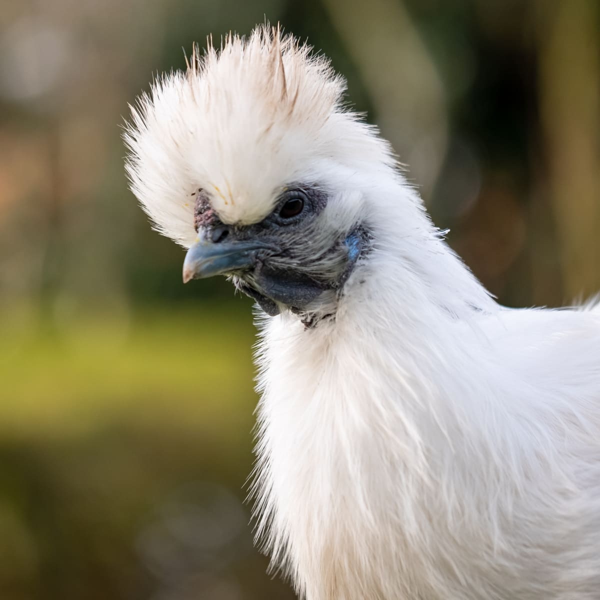 Chicken swaddle 2025