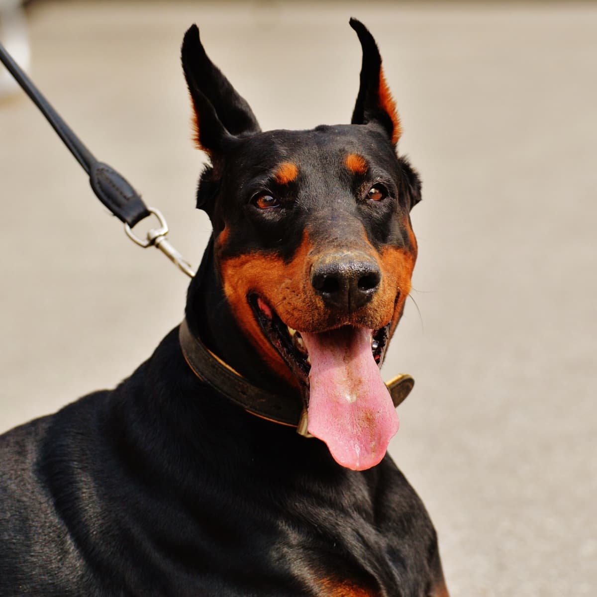 Doberman emotional support dog top
