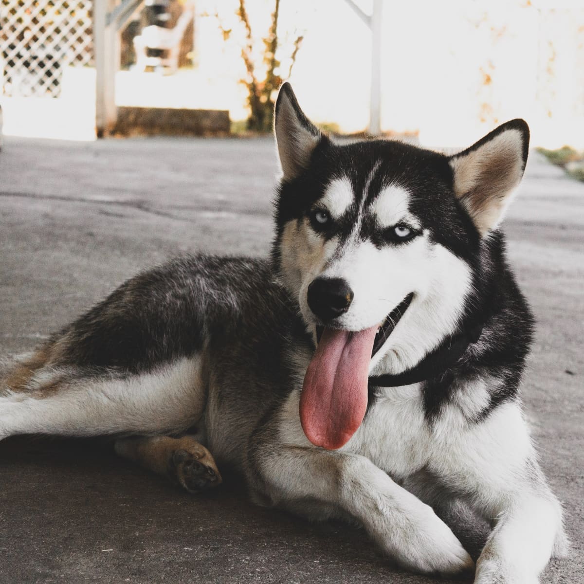 Husky 2025 pet store