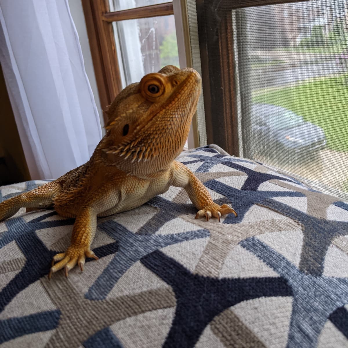 Bearded dragon multivitamin sales