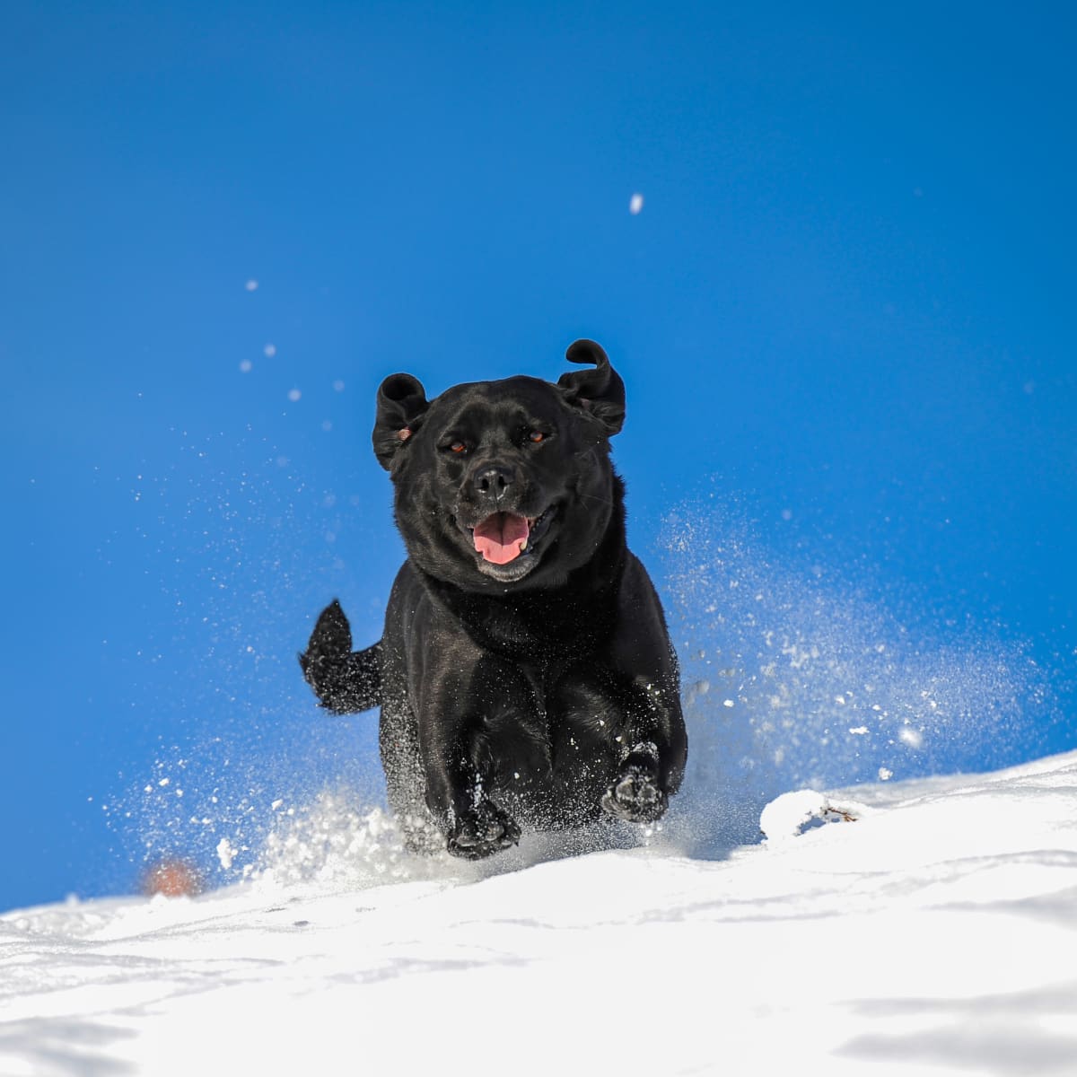 Dog s Funny Reaction to His New Snow Boots Is a Total Trip