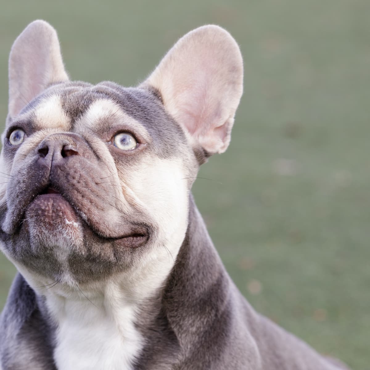 Green eyed sale french bulldog