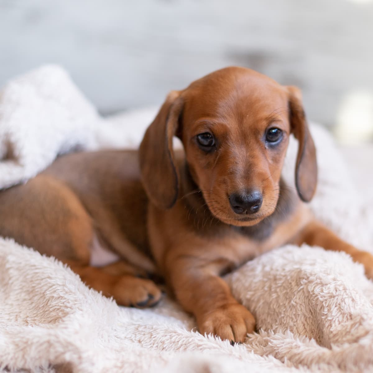 Sausage dog best sale puppy