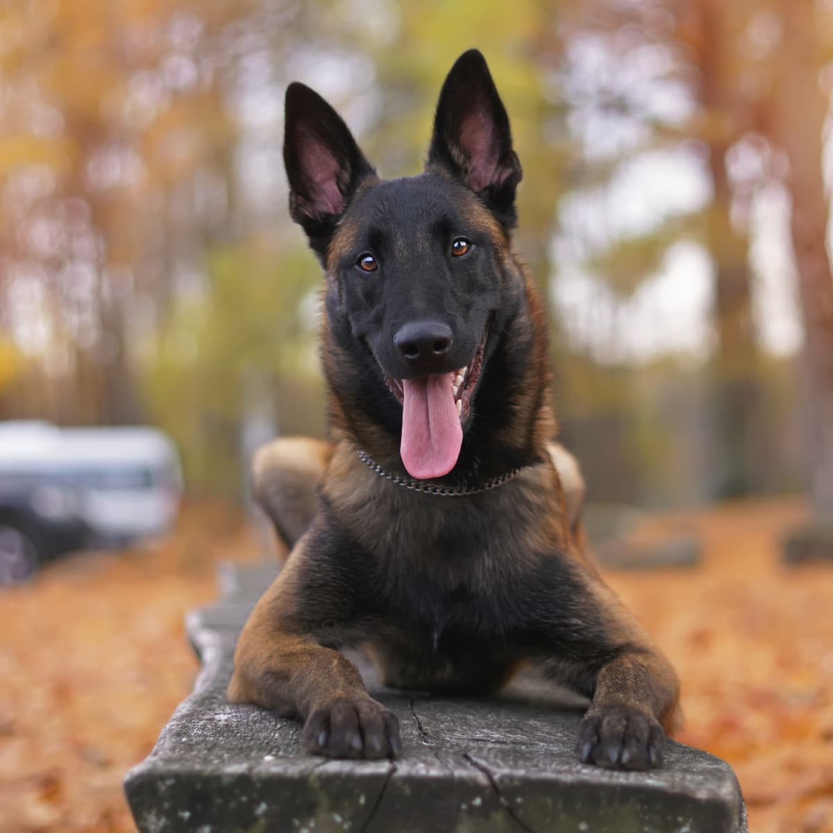 K9 baby hotsell