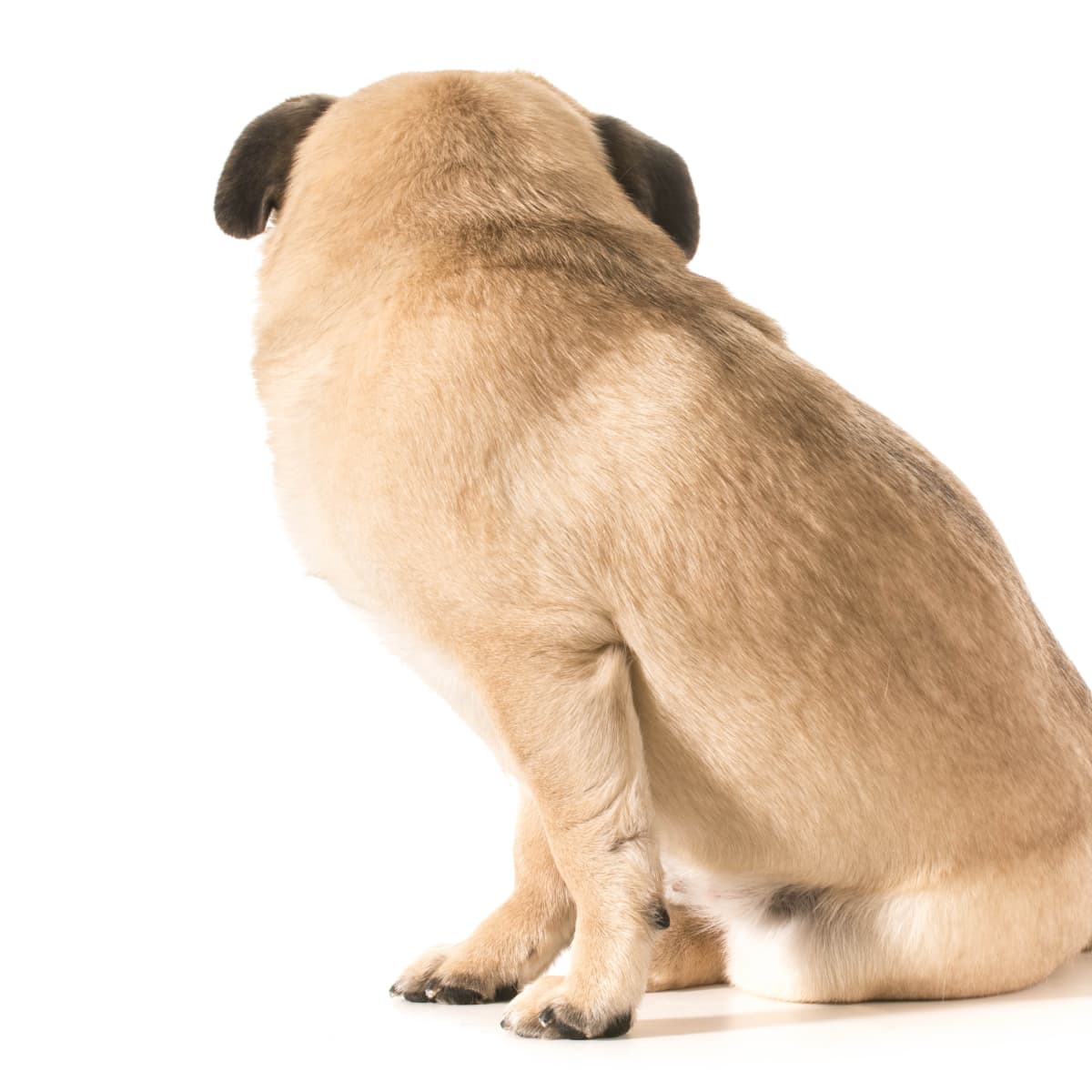 Pug greyhound mix top