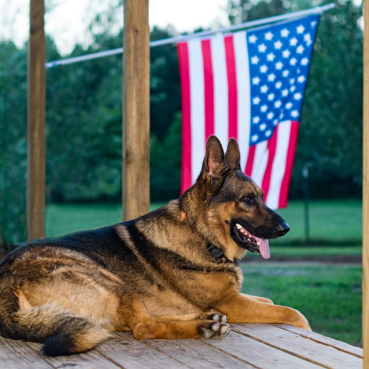 Southwest airlines service sales dog