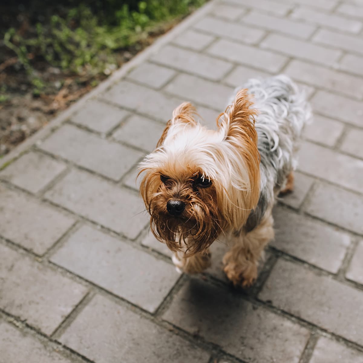 Yorkshire terrier hotsell agility