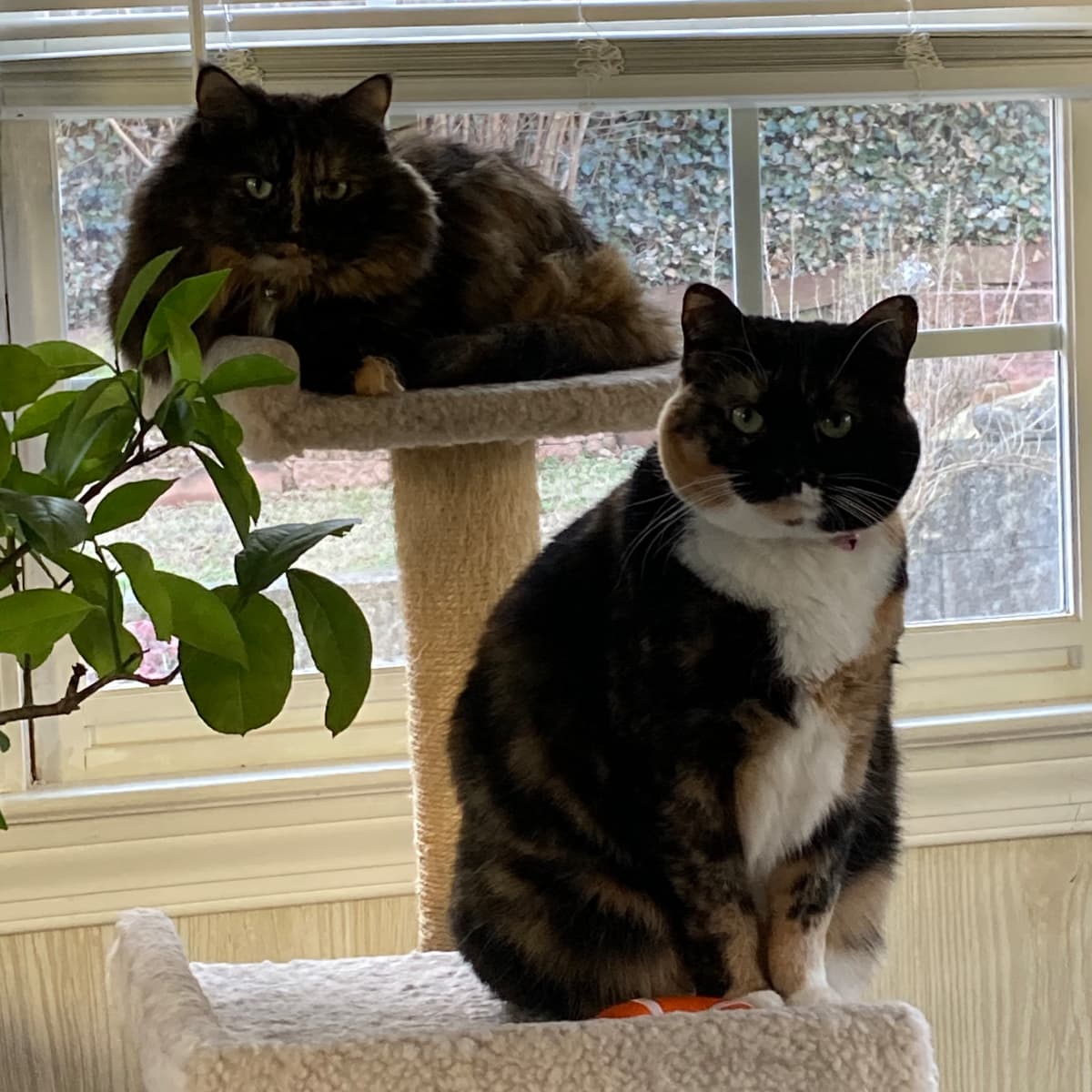 How Long Do Pheromone Collars Take to Work on Cats PetHelpful