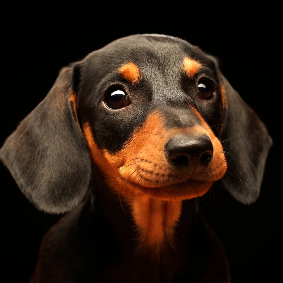 Dog smiles for camera on sale