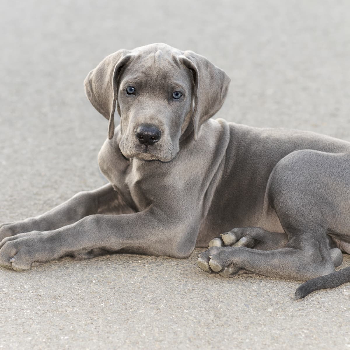 Wild blue danes 2025