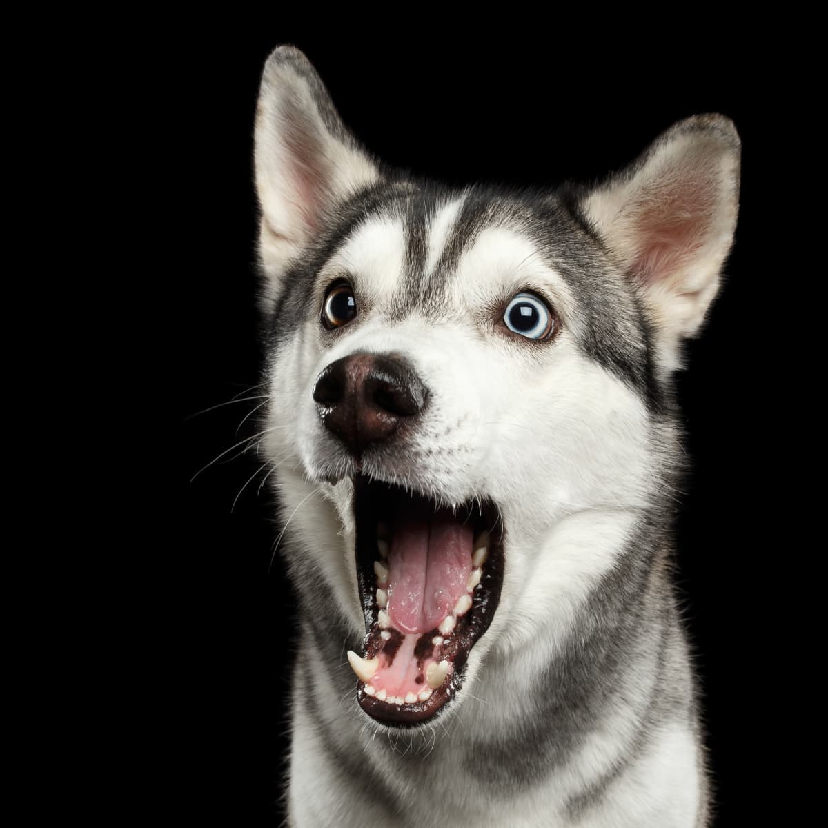 Husky howling funny store