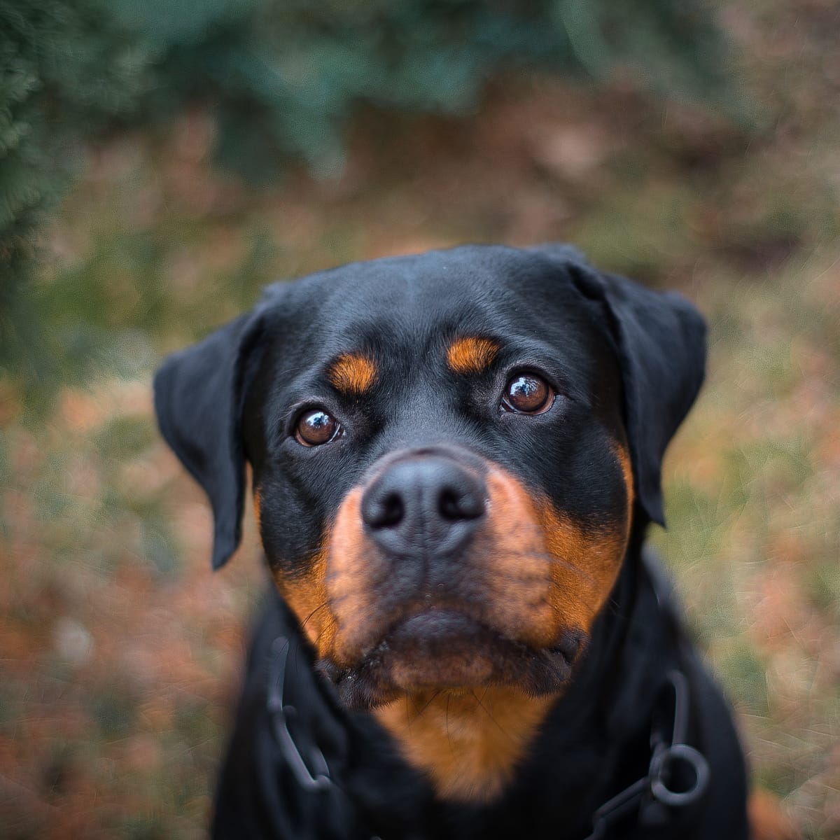 Rottweiler s Joy Over Meeting Her New Baby Is So Touching