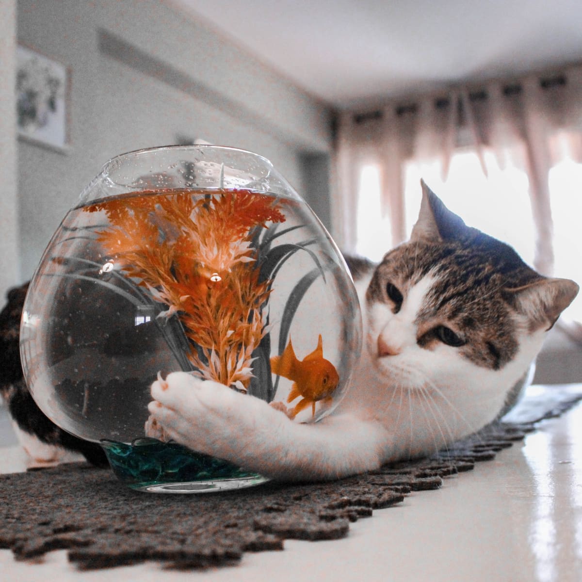 Fish in a bowl for cats hot sale