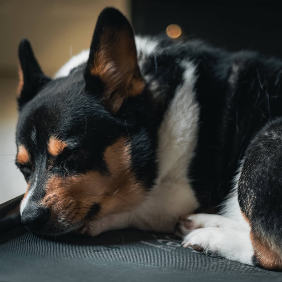 Corgi german mix hotsell